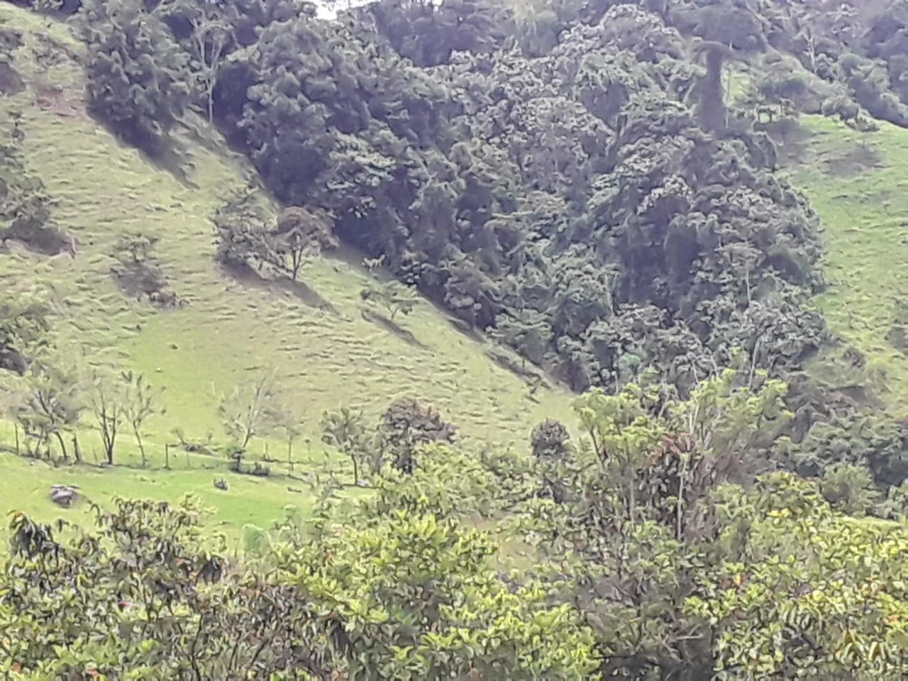 Finca Comercial en Venta Nariño Antioquia 