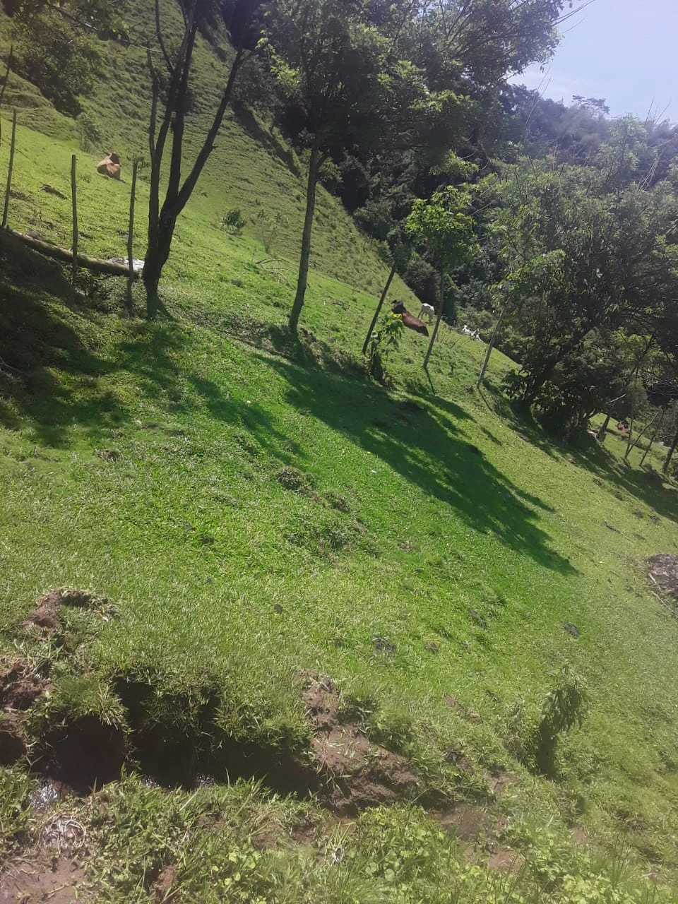 Finca Comercial en Venta Nariño Antioquia 
