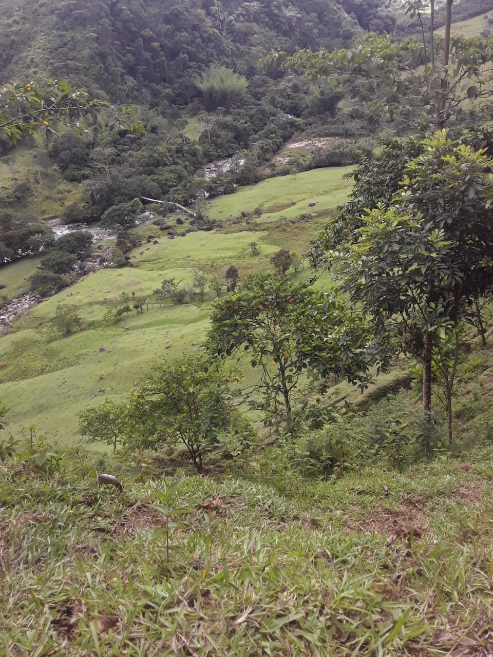 Finca Comercial en Venta Nariño Antioquia 