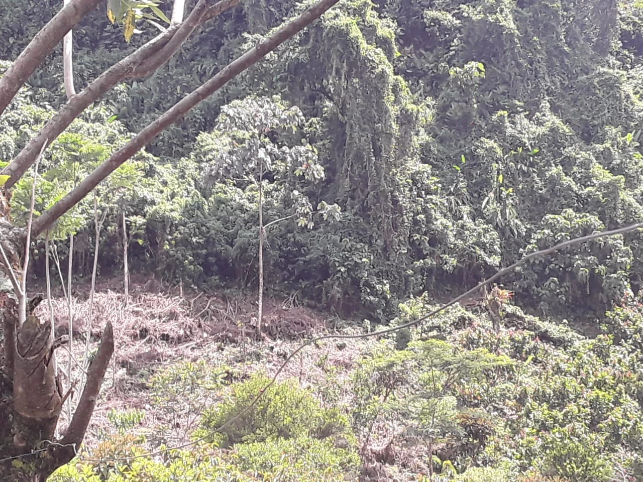 Finca Comercial en Venta Nariño Antioquia 