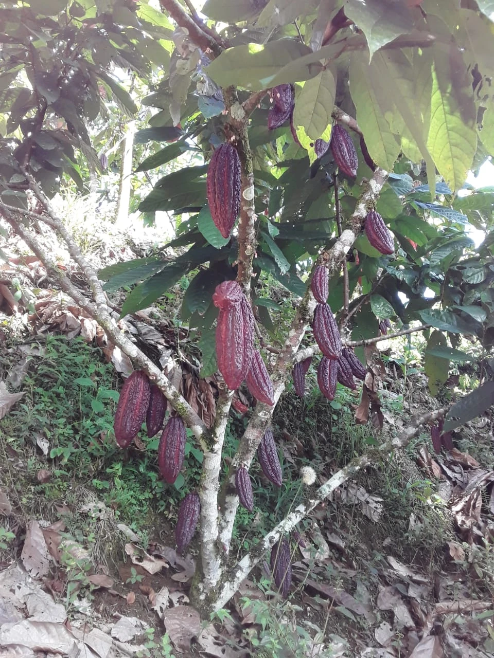 Finca Comercial en Venta Nariño Antioquia 