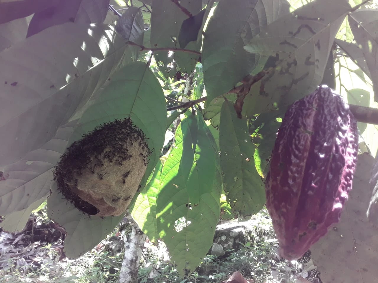 Finca Comercial en Venta Nariño Antioquia 