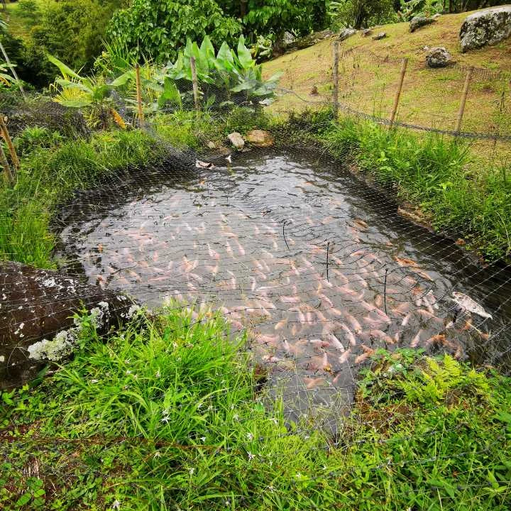Finca de recreo en Venta Popalito Barbosa