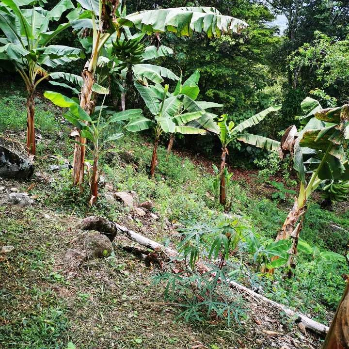 Finca de recreo en Venta Popalito Barbosa